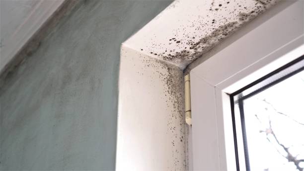 Best Basement Mold Remediation in Greenville, PA
