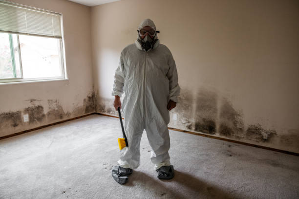 Best Residential Mold Remediation in Greenville, PA